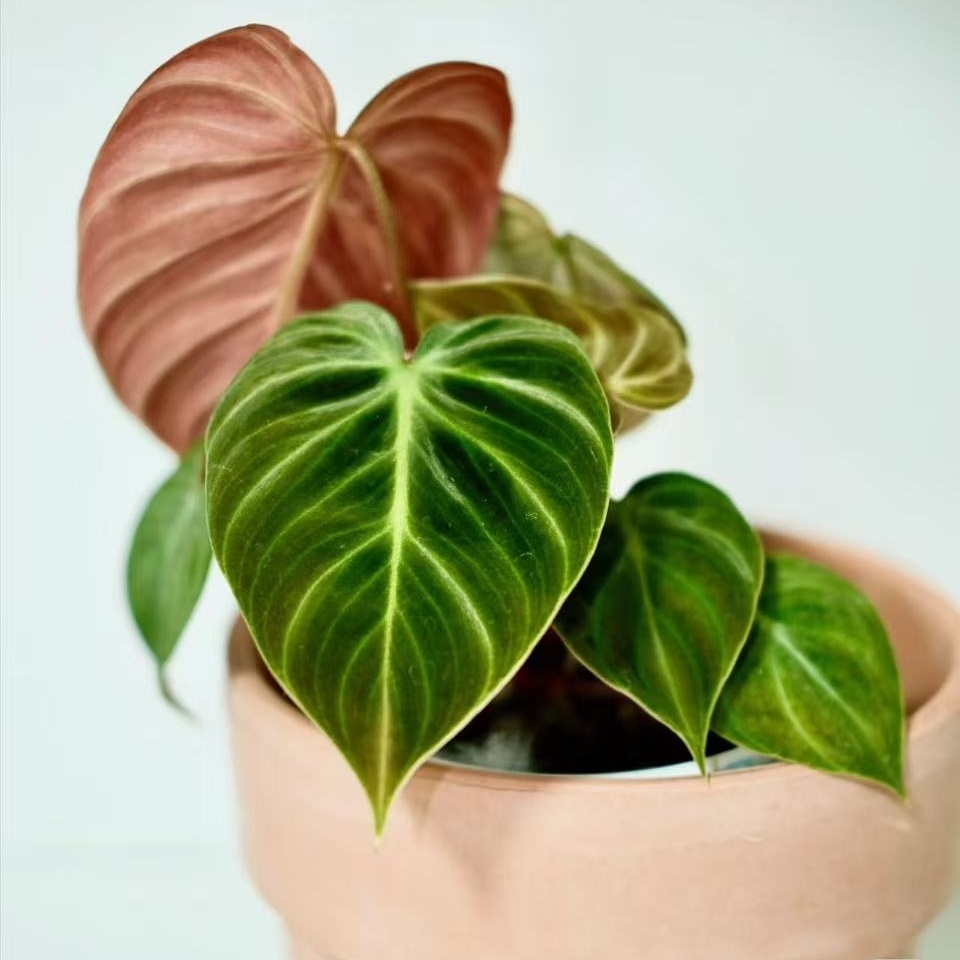 巧克力蔓绿绒植物集水培观叶南美雨林 ins风热植室内阳台桌面花