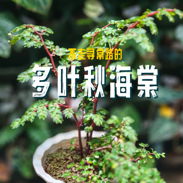 多叶秋海棠 Begonia foliosa雨林缸闷养品种观叶赏花盆栽桌面盆栽