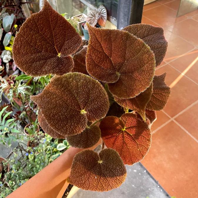 巧克力大河秋海棠蟆叶类室内网红盆栽丝型福寿植物鸟观叶赏花盆栽