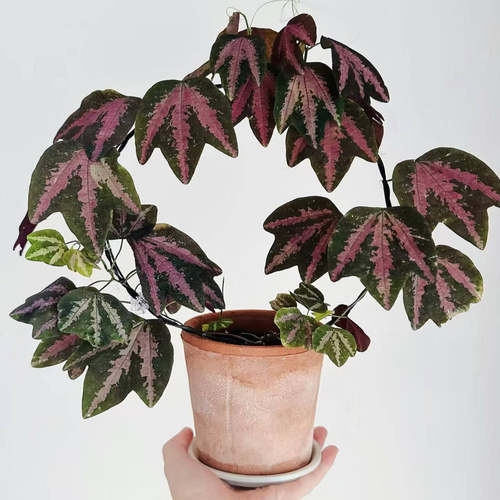 鸭掌西番莲室内网红盆栽丝型福寿植物鸟观叶赏花盆栽花卉
