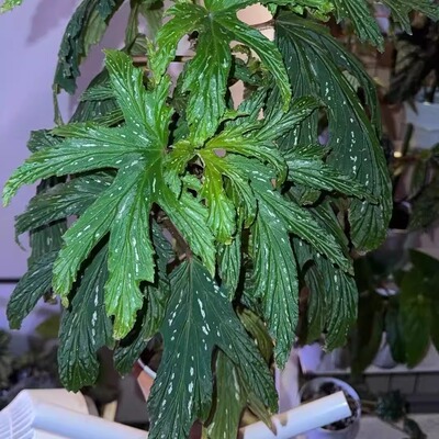 丝绒乌头杂秋海棠竹节类阳台室外室内客厅桌面绿植盆栽观叶赏花植