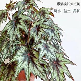 枫叶/台湾小兄弟蟆叶秋海棠 网红盆栽火烈鸟高端观叶植物孔雀系列