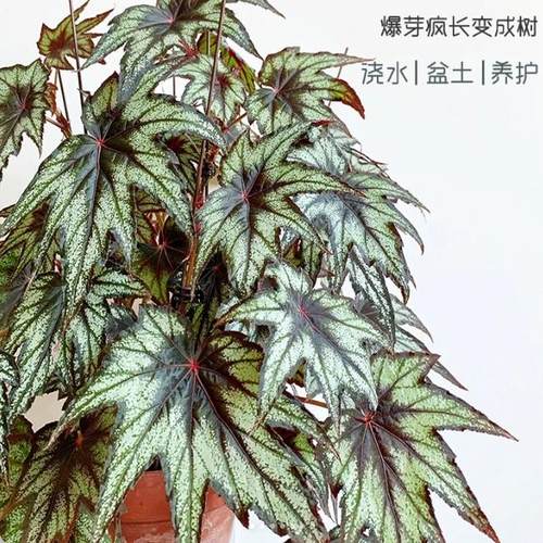 枫叶/台湾小兄弟蟆叶秋海棠 网红盆栽火烈鸟高端观叶植物孔雀系列