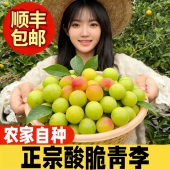 5斤 包邮 顺丰三月李子新鲜水果青李子大果当季 孕妇酸脆钱排三华李