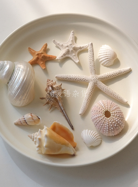ins天然贝壳海胆珊瑚装饰摆件