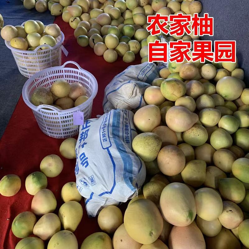 农家柚自家果园正宗梅县梅州红心柚子