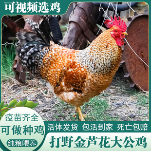正宗金芦花大公鸡活鸡成年芦花鸡包活到家土鸡农家散养种公鸡包邮