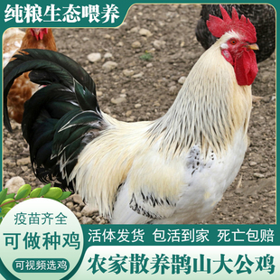 土鸡农家散养鹊山大公鸡金芦花鸡种鸡活鸡包活到家药引鸡观赏鸡