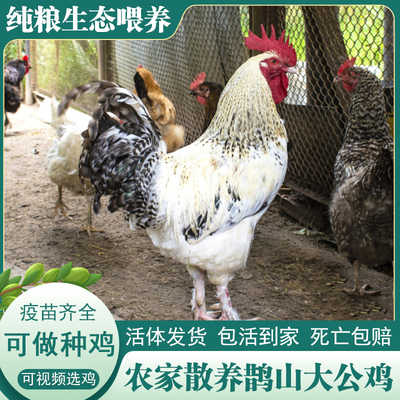 土鸡农家散养鹊山大公鸡包活到家