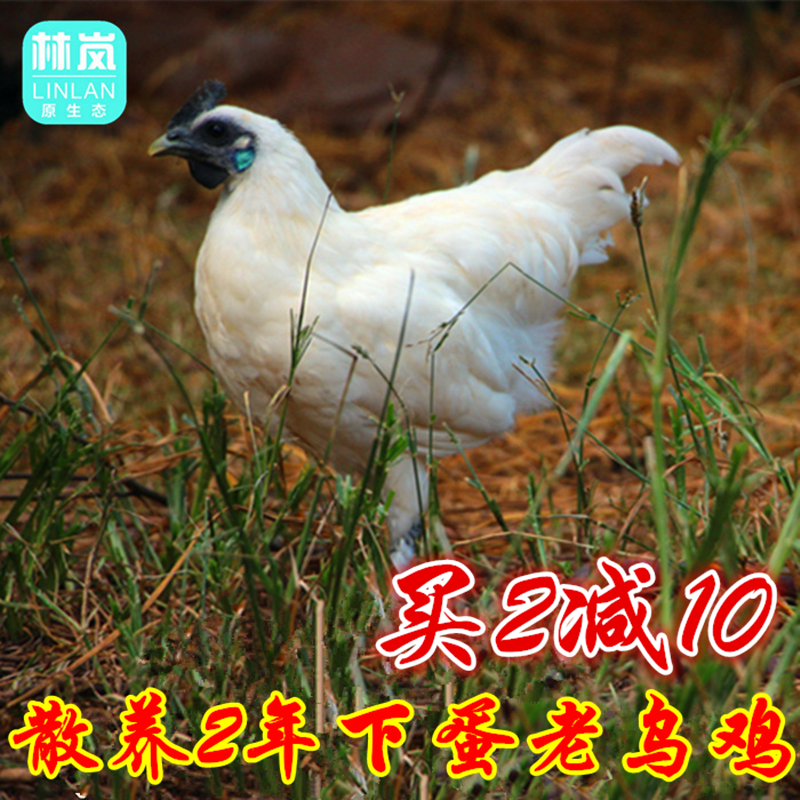 散养2年老乌鸡土鸡老鸡白毛乌骨鸡新鲜鸡肉宰杀顺丰包邮