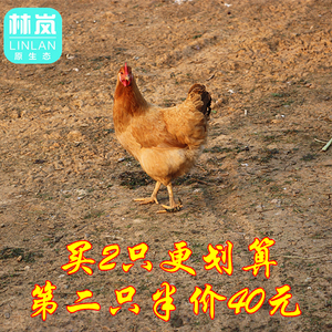农村2年老母鸡土鸡乌鸡走地鸡月子鸡下蛋鸡顺丰包邮