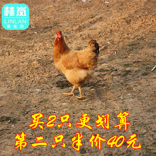 农村2年老母鸡土鸡乌鸡走地鸡月子鸡下蛋鸡顺丰包邮