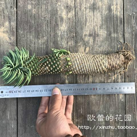 铁甲麒麟多肉植物/铁甲丸仙人球/铁甲麒麟多肉/苏铁大戟铁甲麒麟|ruв категории доставка цветов/цветок моделирования/растения садоводства, цветок/растения в горшках (новый), Суккуленты - от Buy2taobao.com для оказания профессиональной услуги покупки агента Taobao