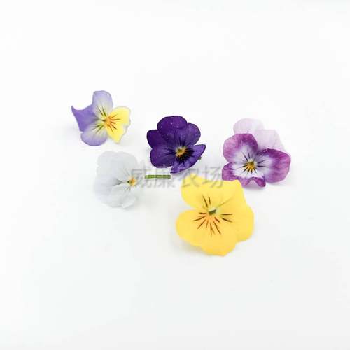 三色堇  鸢尾花 餐盘装饰  Pansies (small)  60片/box - 封面