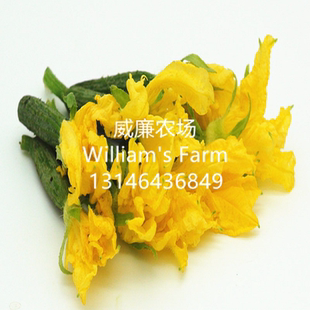 Cucumber 西餐摆盘40朵 flower黄瓜花新鲜荷兰小黄瓜花顶花