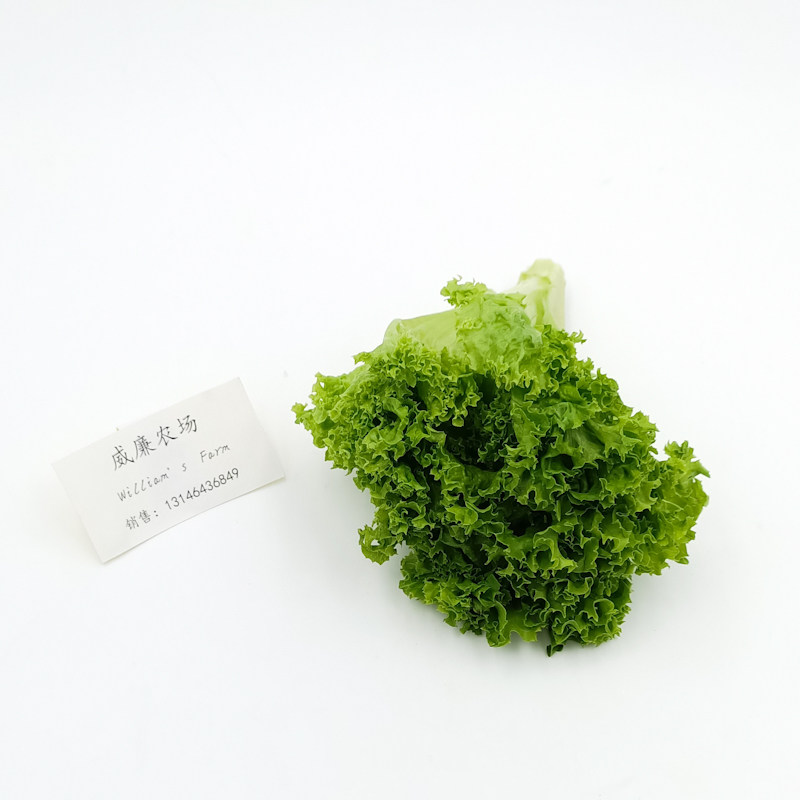 绿珊瑚生菜散叶生菜沙律配菜绿毛生菜罗莎生菜新鲜沙拉生菜500g