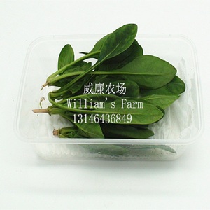 菠菜 嫩菠菜 新鲜菠菜 蔬菜 新鲜 500克