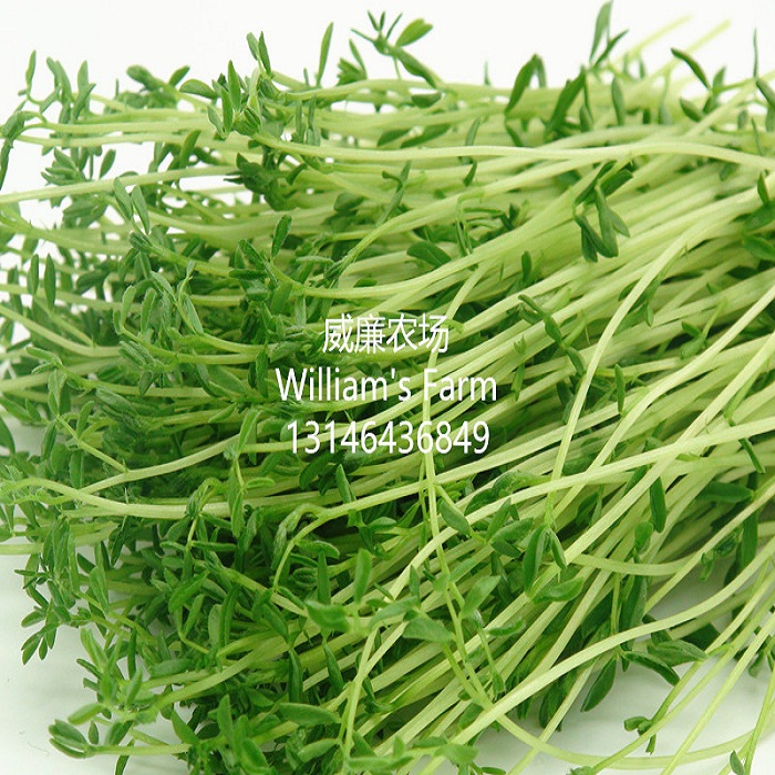 小扁豆苗 绿色 小绿扁豆苗 扁豆苗 微型苗 迷你叶 新鲜 50克/盒在类目 水产肉类/新鲜蔬果/熟食, 新鲜蔬菜/蔬菜制品, 新鲜蔬菜, 其它中 - 来自Buy2taobao.com提供专业的淘宝代购服务