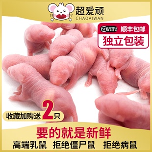 冷冻乳鼠小白鼠爬宠宠物蛇饲料猫粮玉米蛇无菌新鲜开口料红皮粉皮