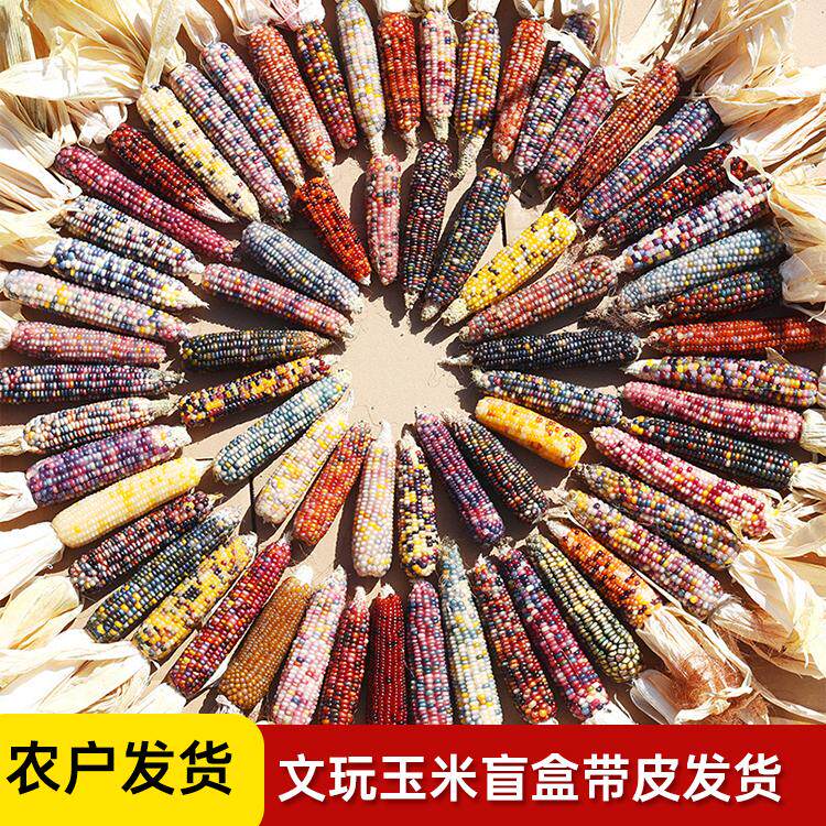 文玩七彩小玉米盲盒带皮