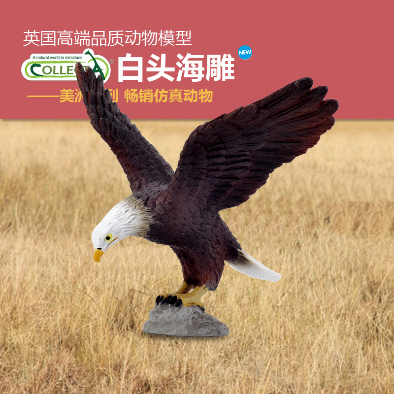动物模型白头海雕Collecta认知