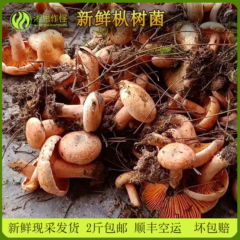 寒菌野生湖南枞树菌黄枞菌重阳菌三九菇寒菌雁鹅菌中小新鲜枞树菌 水产肉类/新鲜蔬果/熟食 新鲜松茸/菌菇 原图主图