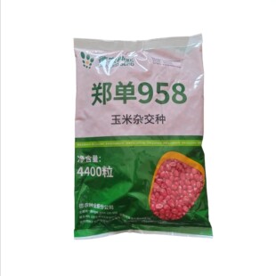 郑单958玉米种北京德农国审正品白轴大棒抗病抗逆抗旱抗病抗逆强