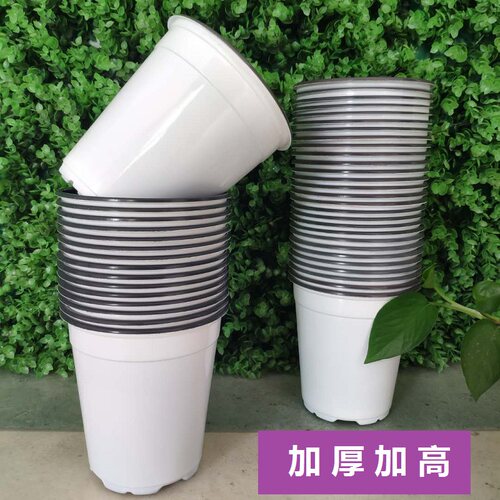 厘米加深双色配套假植月季扦插