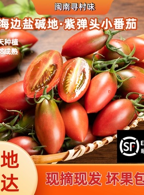 盐碱地福建紫弹头樱桃小番茄圣女果孕妇新鲜水果西红柿子顺丰包邮
