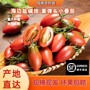 盐碱地福建紫弹头樱桃小番茄圣女果孕妇新鲜水果西红柿子顺丰 包邮