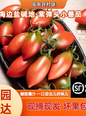 顺丰包邮福建紫色西红柿子弹头型番茄圣女果樱桃千禧新鲜应季水果