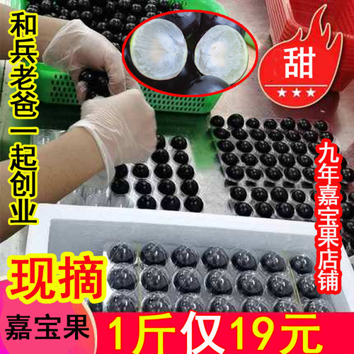 老树大果沙巴嘉宝果新鲜水果