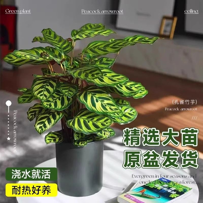 孔雀竹芋盆栽花卉办公室内植物