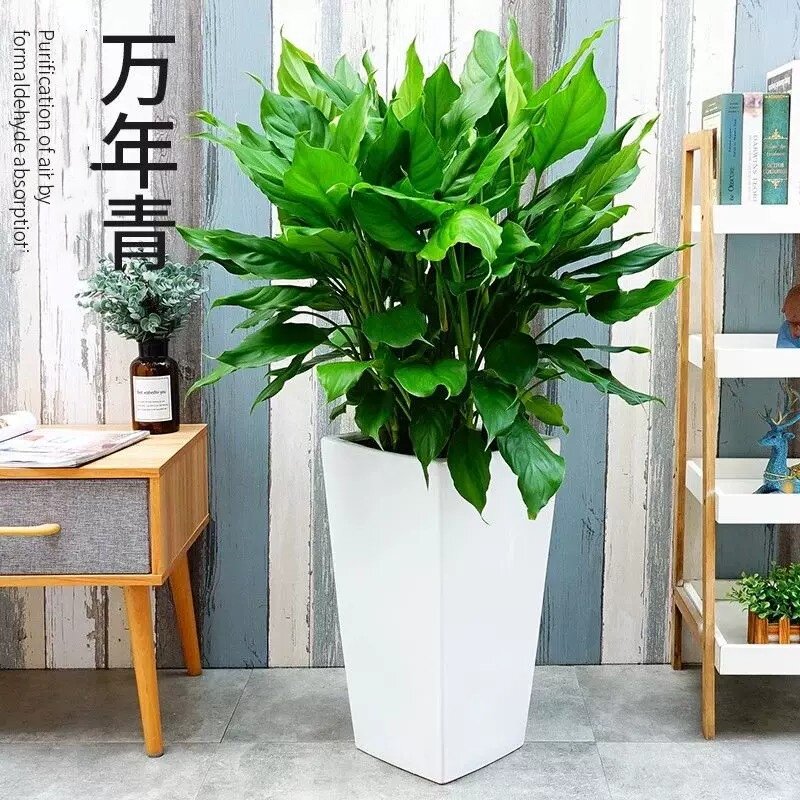 万年青盆栽室内四季常青绿植