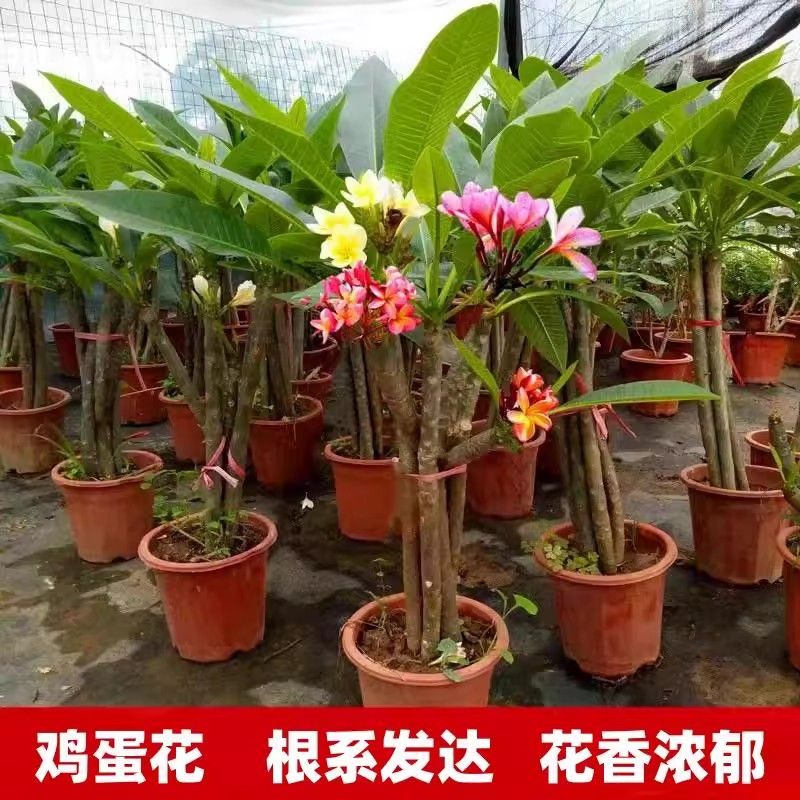 鸡蛋花树苗盆栽 当年开花庭院地栽阳台盆栽植物 多花浓香花卉好养
