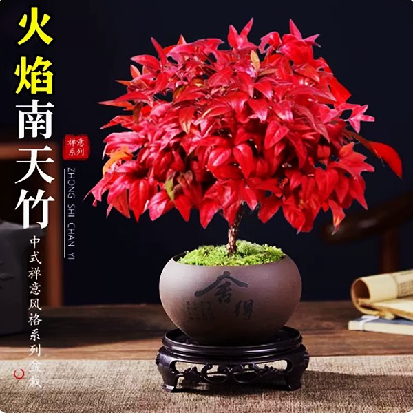 火焰南天竹盆栽秋冬红叶植物