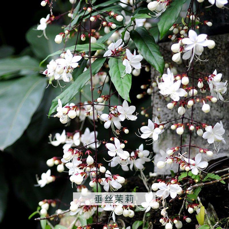 垂丝茉莉盆栽带花苞绿植四季好养