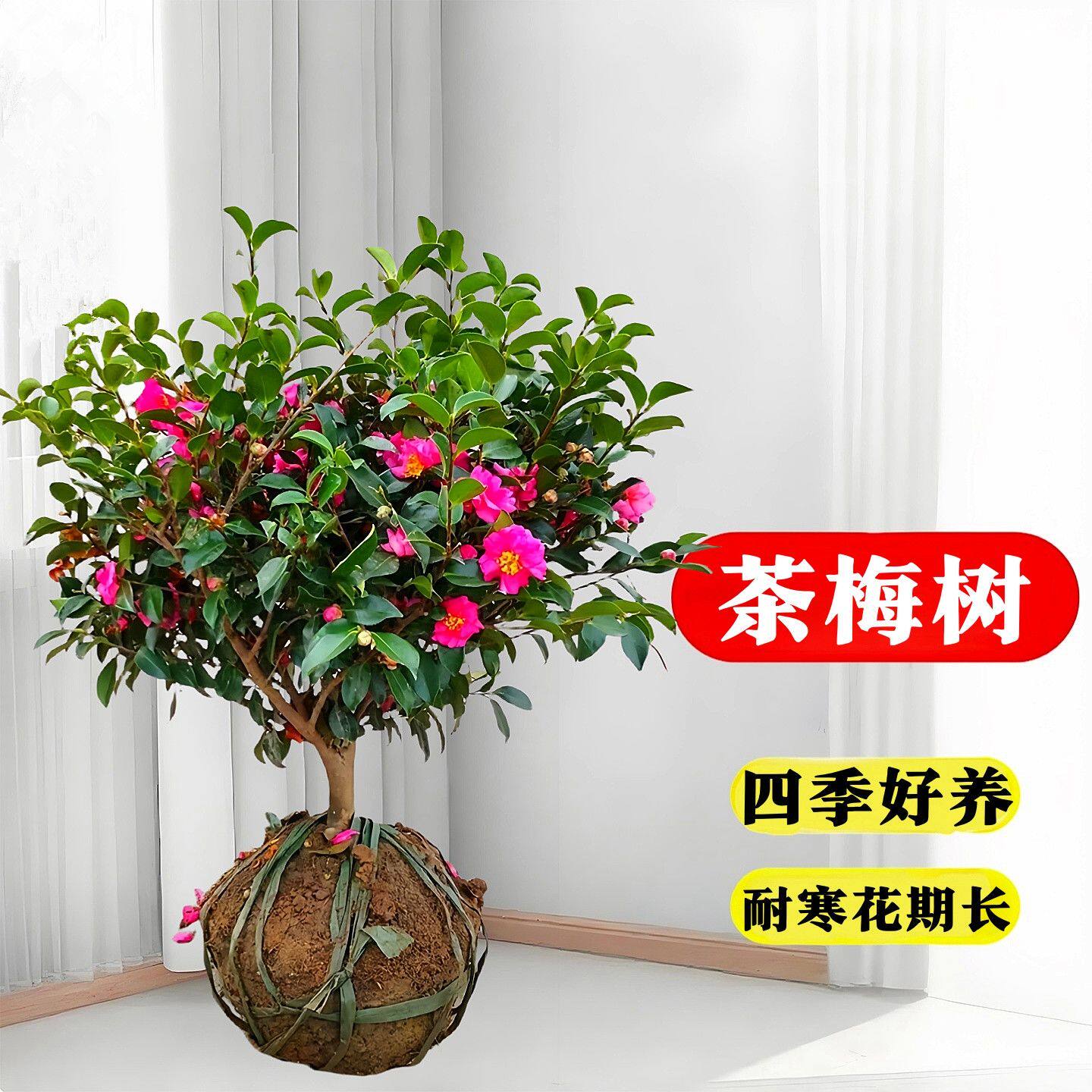 玫瑰茶梅盆栽四季常青耐寒植物