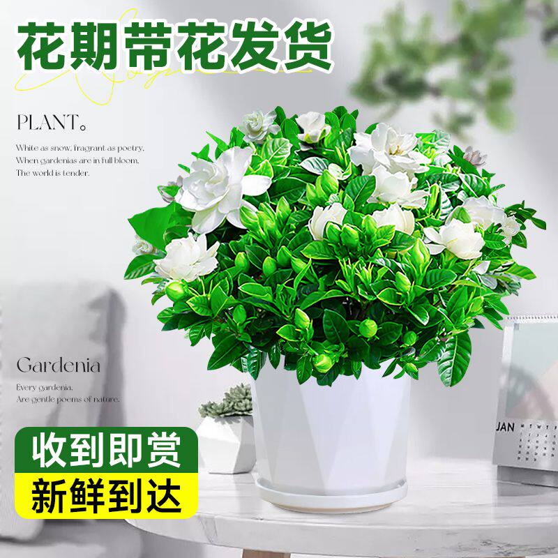 独杆栀子花盆栽带花苞浓香型花卉
