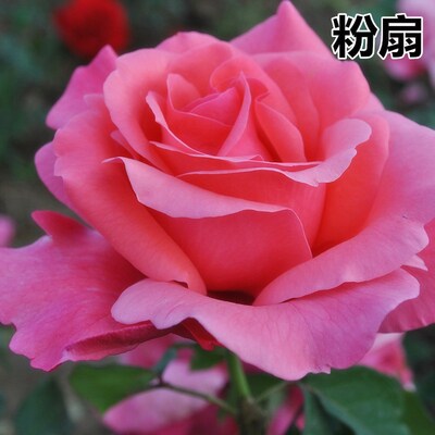 玫瑰灌木四季盆栽地栽观赏植物