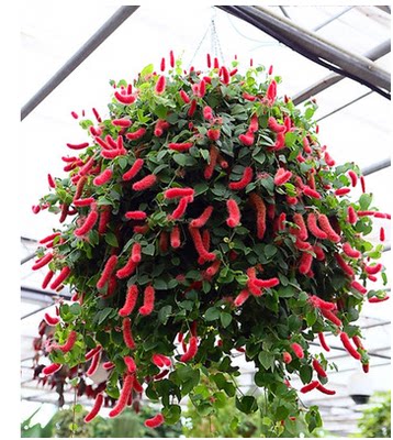 岁岁红吊兰大苗带花发货红樱吊兰垂吊植物客厅阳台花卉绿植盆栽