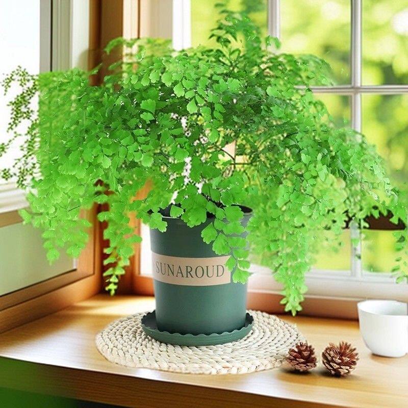 铁线蕨盆栽耐阴水培常绿植物
