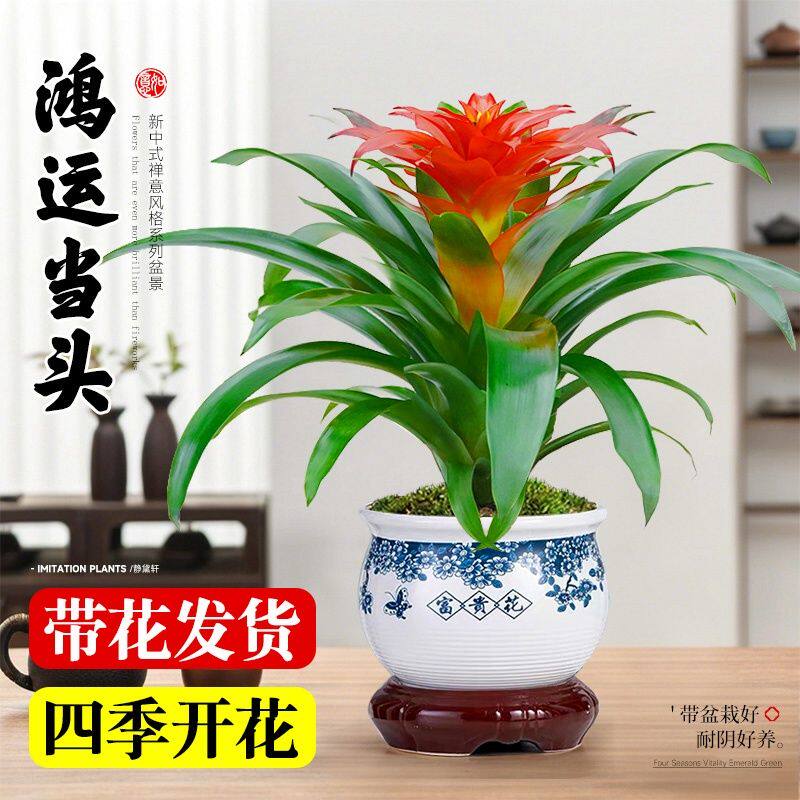 鸿运当头盆栽大盆绿植花卉