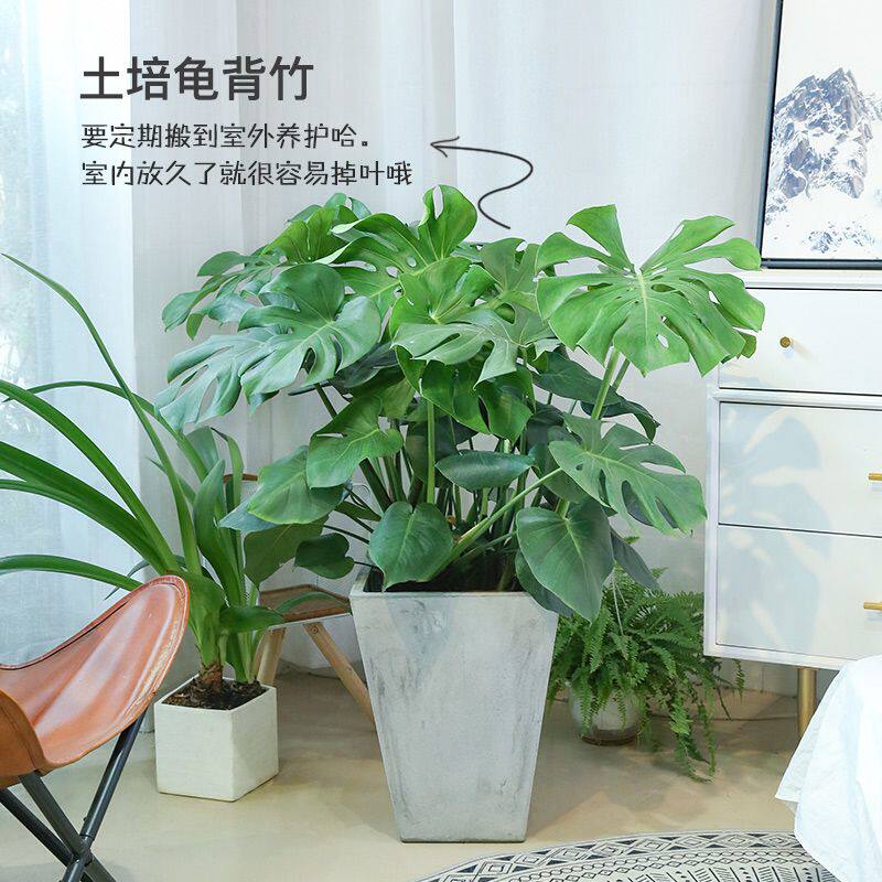 龟背竹净化空气常青盆栽好养