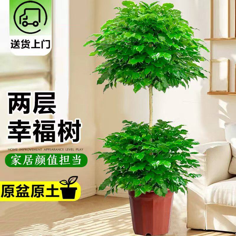 双层幸福树大型落地盆栽绿植