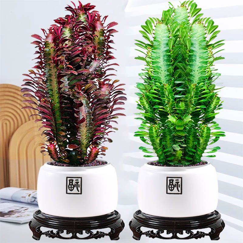 龙骨盆栽好养花卉喜阳植物