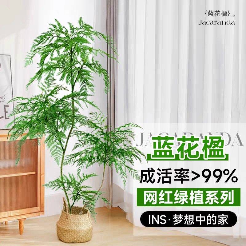 蓝花楹盆栽大型绿植盆景
