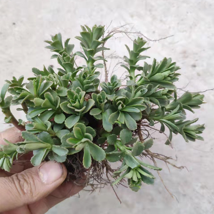 新鲜现挖救心菜养心菜费菜景天三七野生蔬菜救心草种苗盆栽包活