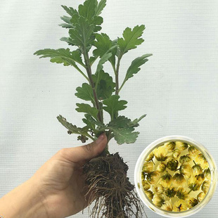 中国四大名菊之一杭白菊带根苗子可阳台盆栽食用泡茶清热花茶现挖