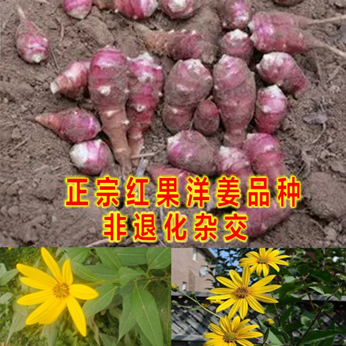 红洋姜黄洋姜果实胰岛果实